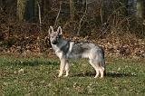 CHIEN-LOUP TCHEQUE 167